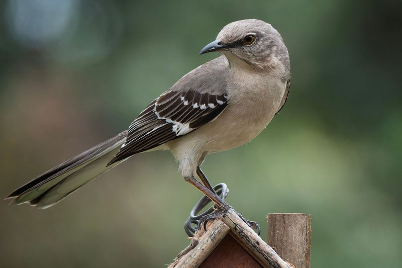 The Rest Of The Yard Decides Whether Mockingbirds Stay The Rest Of The Yard Decides Whether Mockingbirds Stay