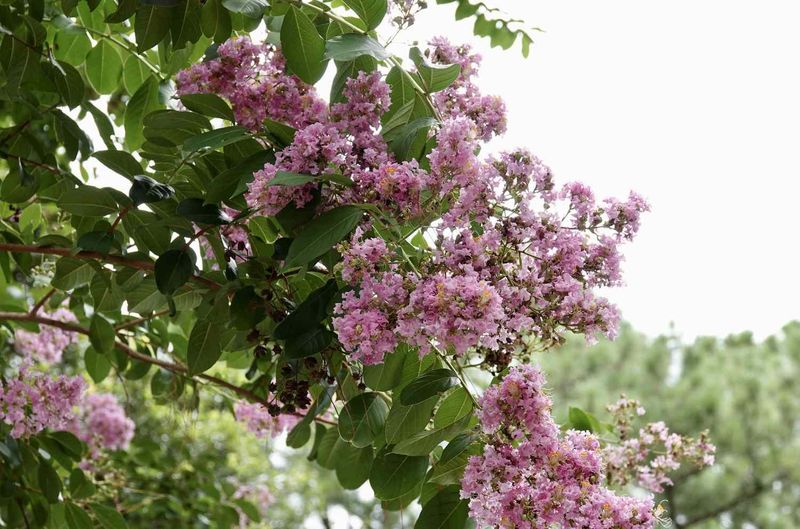 The Right Crape Myrtle Variety Can Make A Big Difference The Right Crape Myrtle Variety Can Make A Big Difference