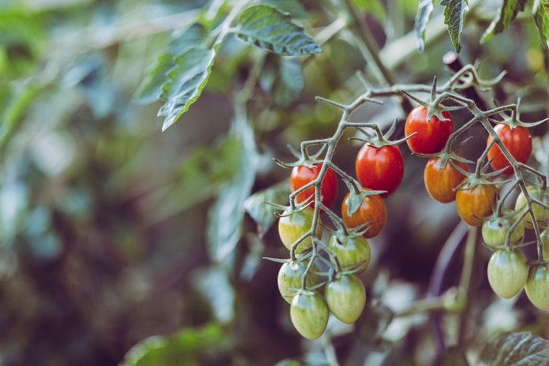 The Right Feeding Schedule For Healthy Tomato Growth The Right Feeding Schedule For Healthy Tomato Growth