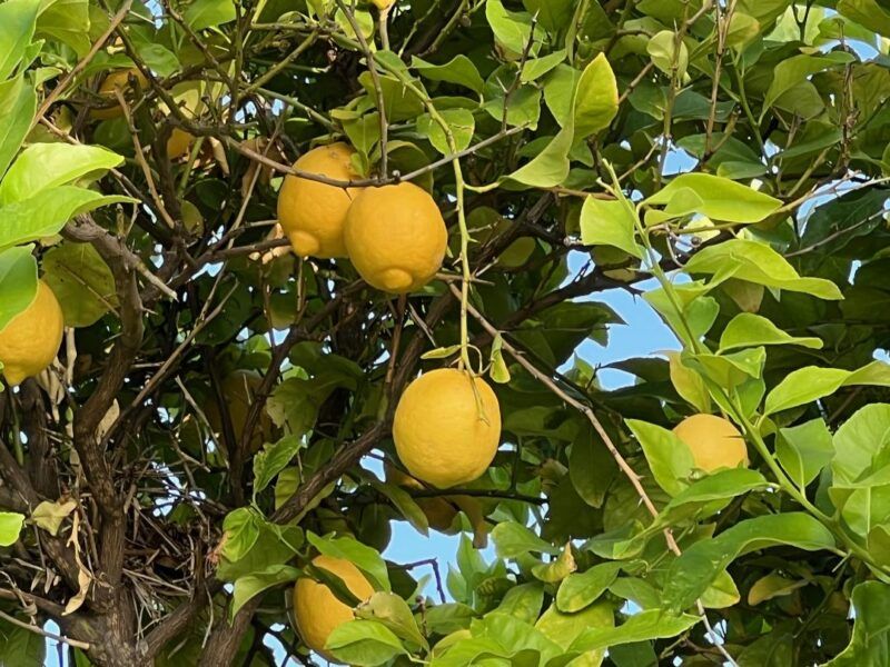The Right Fertilizer Amount Depends On Tree Size