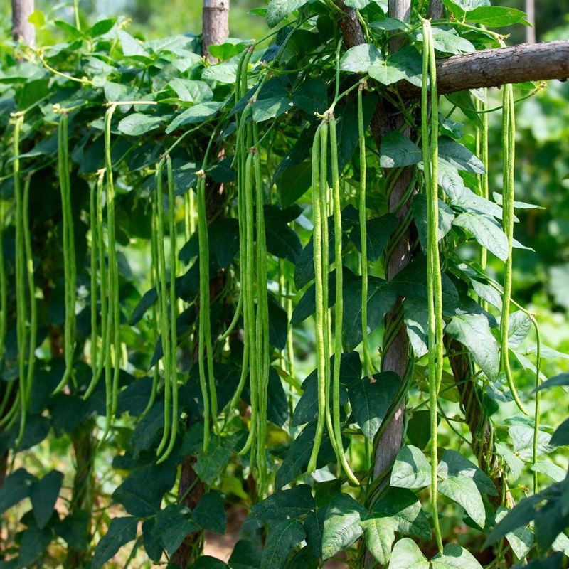 The Right Planting Window Depends On Your Part Of Florida