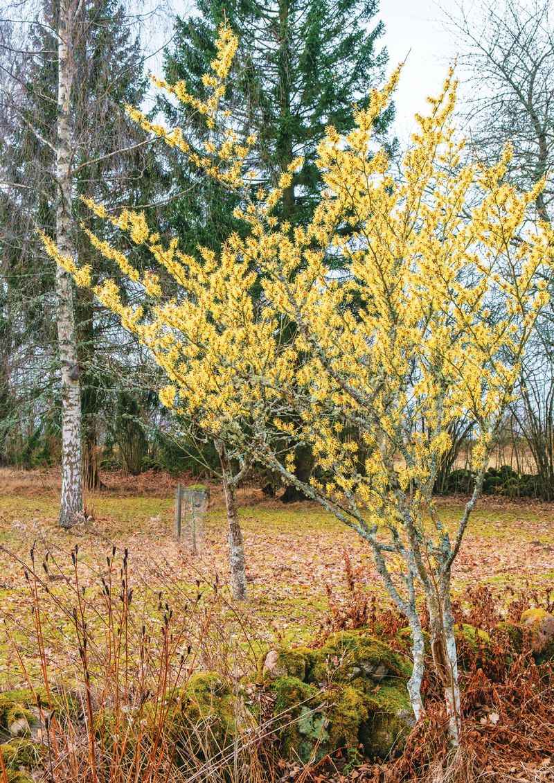 The Right Site Helps Witch-Hazel Settle Into Michigan Landscapes