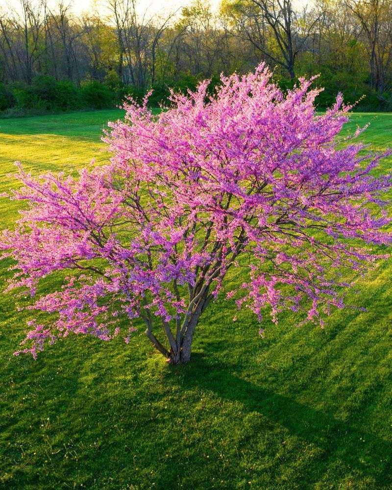The Right Spot Helps Redbud Grow At Its Best