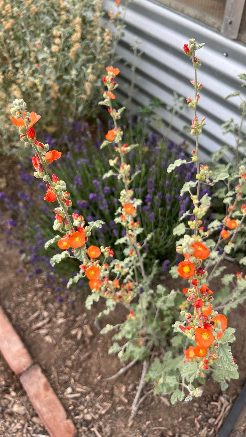 The Right Spot Makes This Native Easy To Maintain