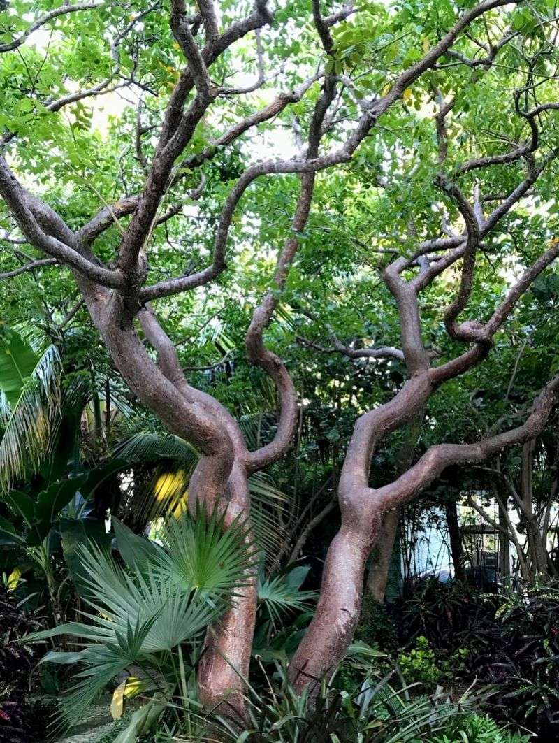 The Right Spot Saves Years Of Pruning The Right Spot Saves Years Of Pruning