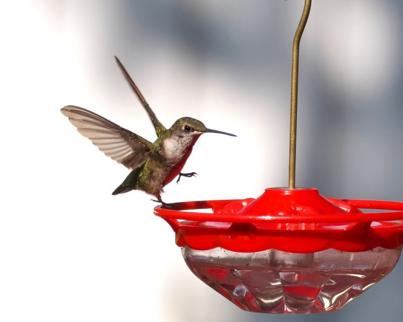 The Right Time To Remove Feeders