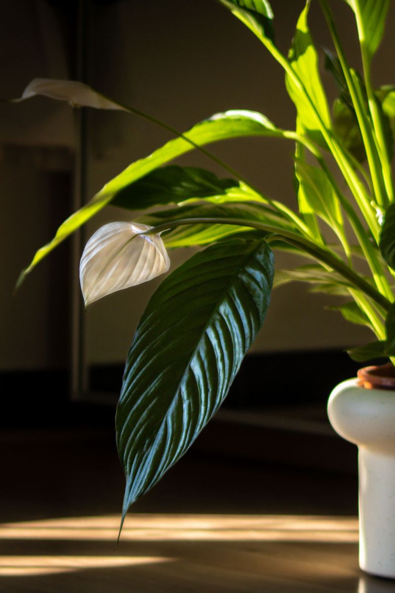 The Right Watering Routine For Healthy Peace Lilies