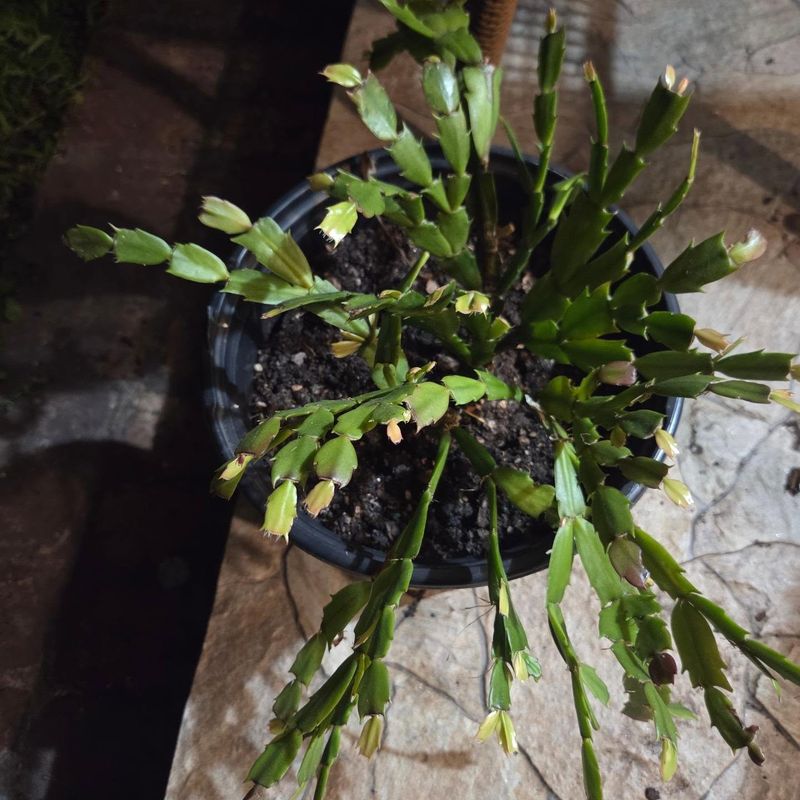 The Right Way To Check Before Watering