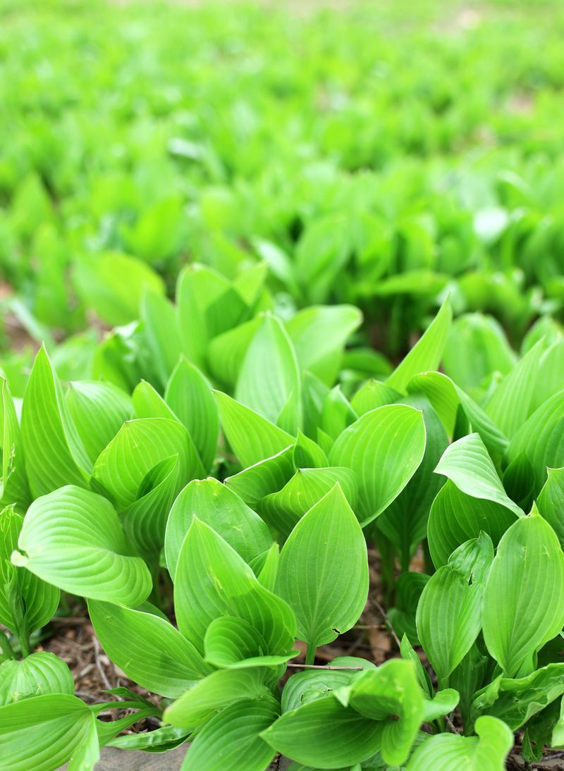 The Risks: Transplant Shock And Root Stress The Risks: Transplant Shock And Root Stress