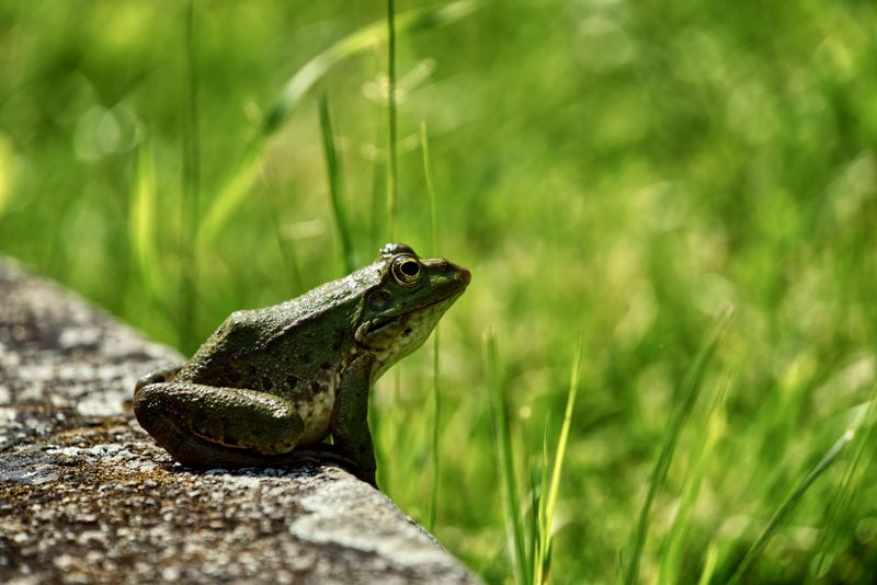 The Role Frogs Play In Pest Control The Role Frogs Play In Pest Control