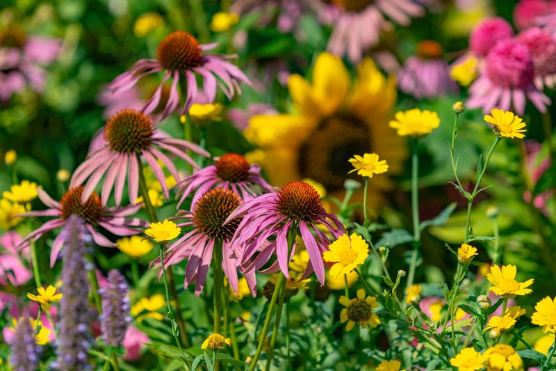 The Role Of Native Seed Plants In Attracting Them The Role Of Native Seed Plants In Attracting Them