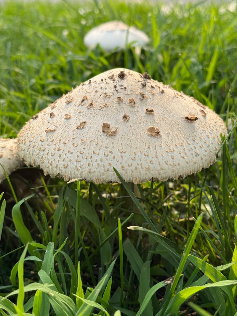 The Role Soil Moisture And Organic Matter Play