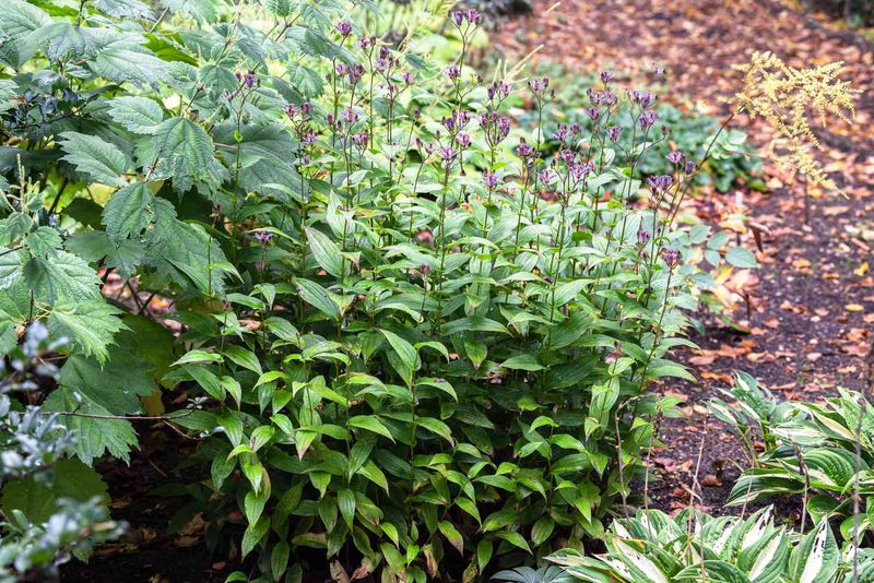 The Root Zone Should Stay Moist Without Becoming Waterlogged