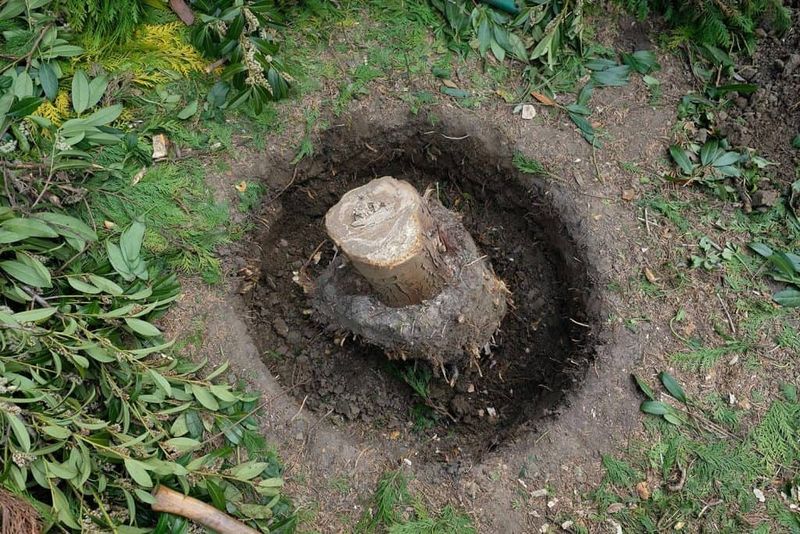 The Roots Can Survive Even After The Tree Is Removed