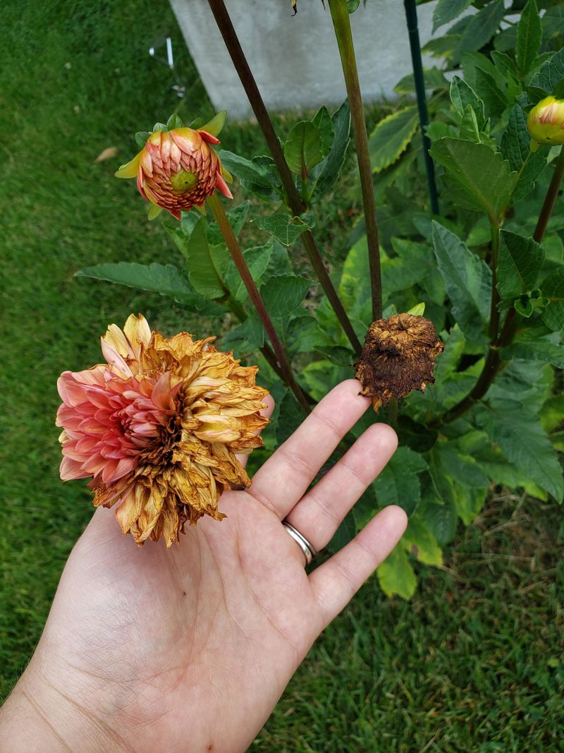 The Roots May Be Staying Too Wet