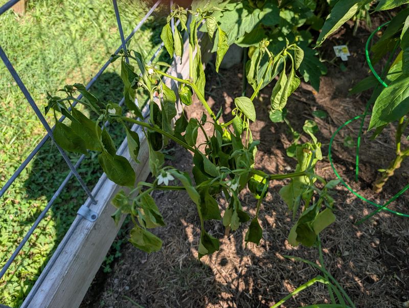 The Roots May Be Waterlogged