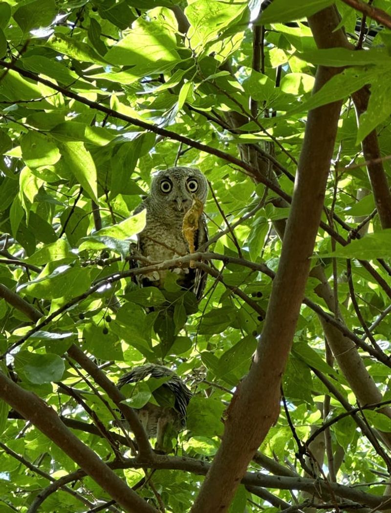 The Same Perch Means Your Yard Offers A Good View The Same Perch Means Your Yard Offers A Good View