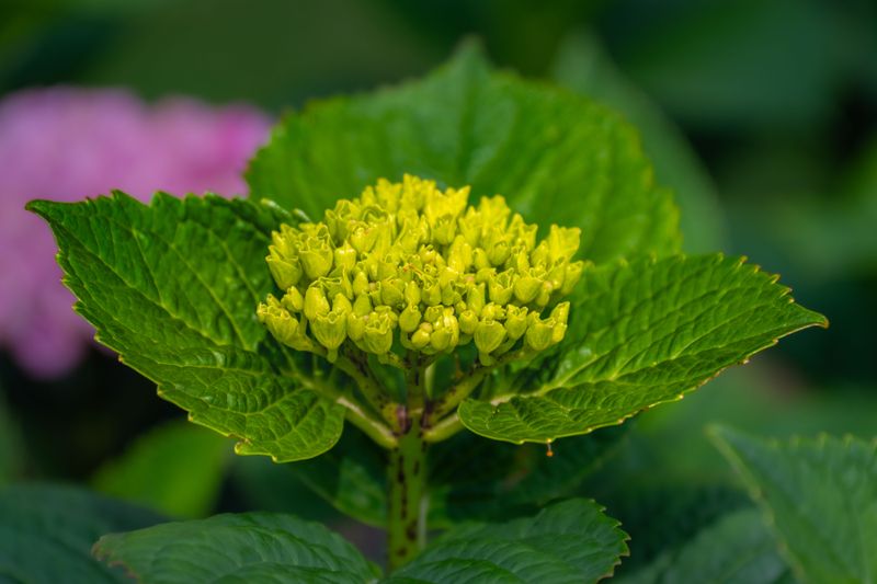 The Science Behind The Bud Damage