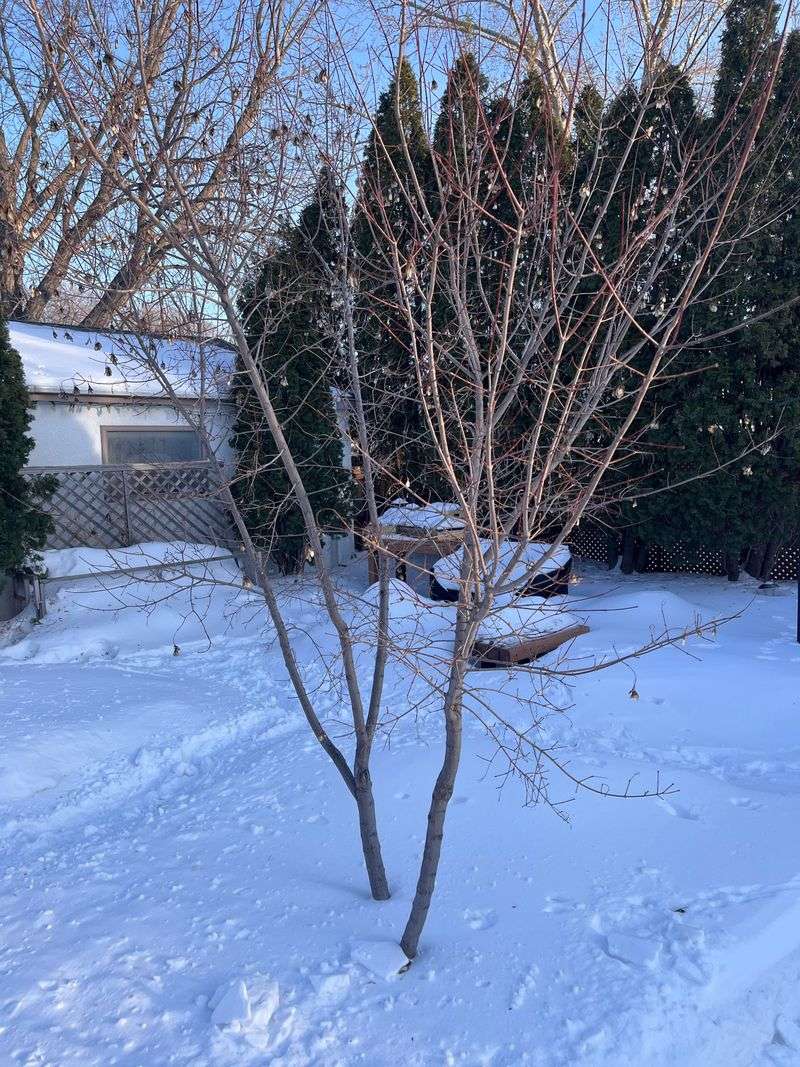 The Secret Behind Amur Maple's Winter Toughness The Secret Behind Amur Maple's Winter Toughness