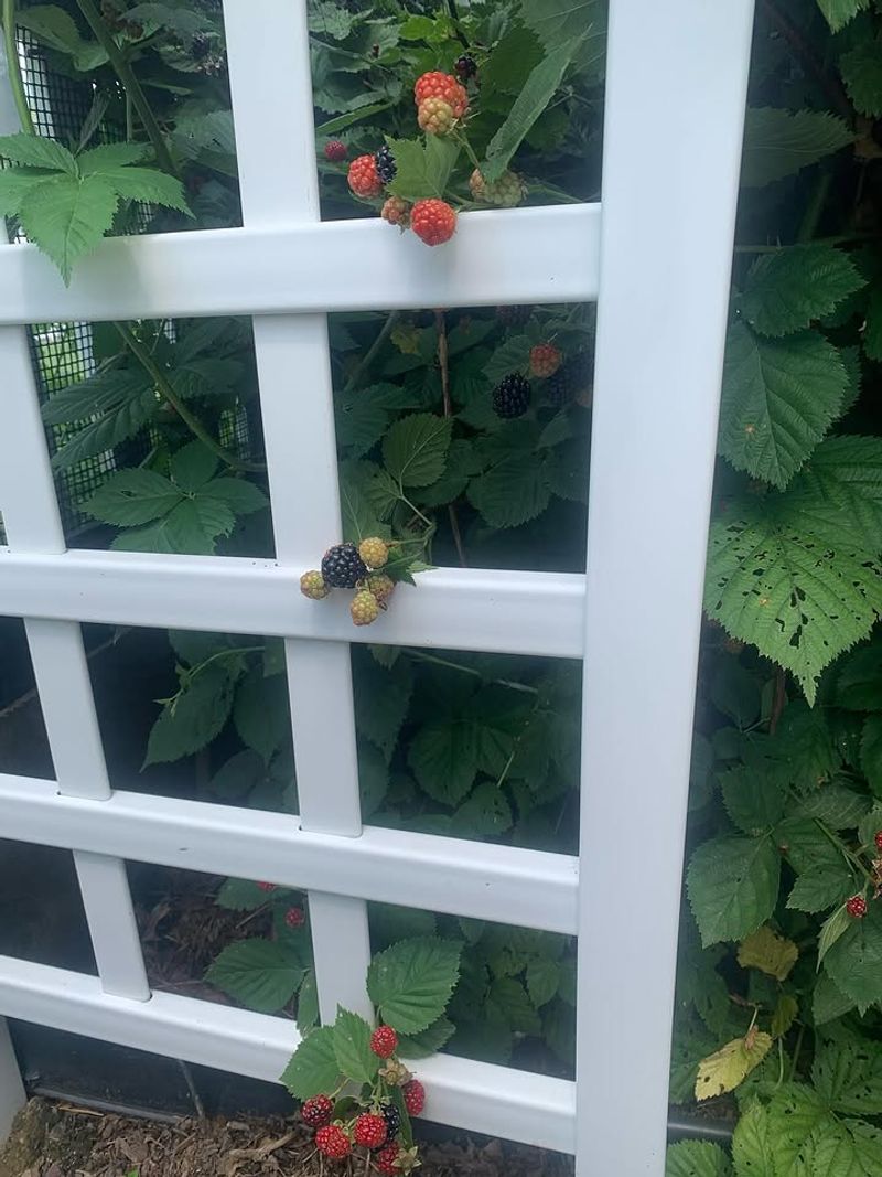 The Secret To Bigger Backyard Harvests The Secret To Bigger Backyard Harvests