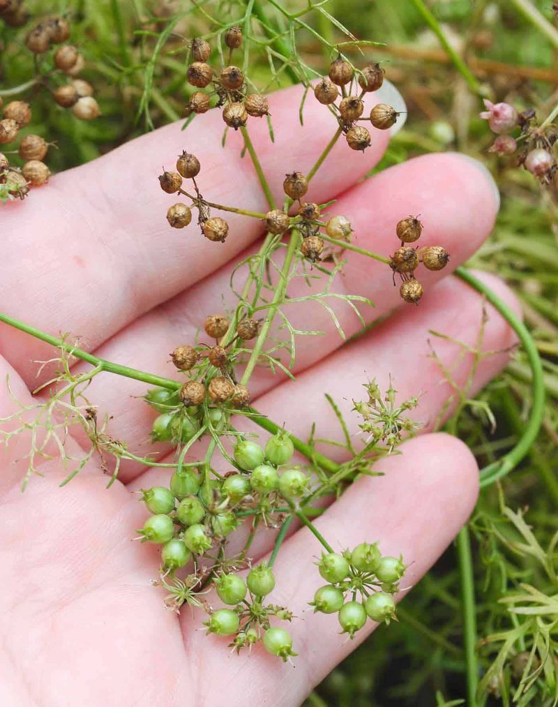 The Seed Heads Give You A Second Harvest The Seed Heads Give You A Second Harvest