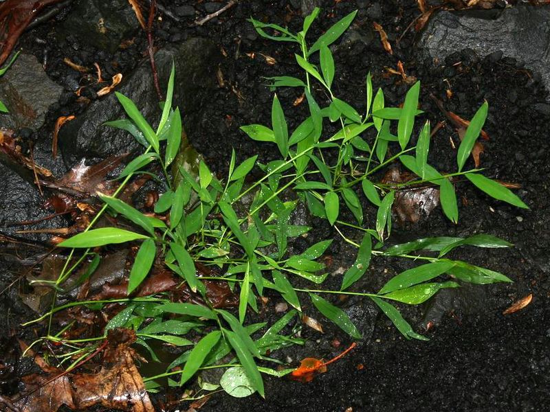 The Seeding Process That Complicates Long-Term Control The Seeding Process That Complicates Long-Term Control
