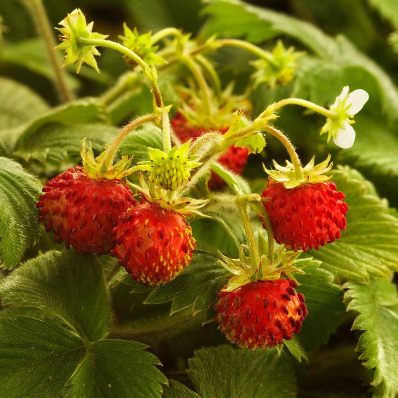 The Shady Spots Where It Thrives Best The Shady Spots Where It Thrives Best