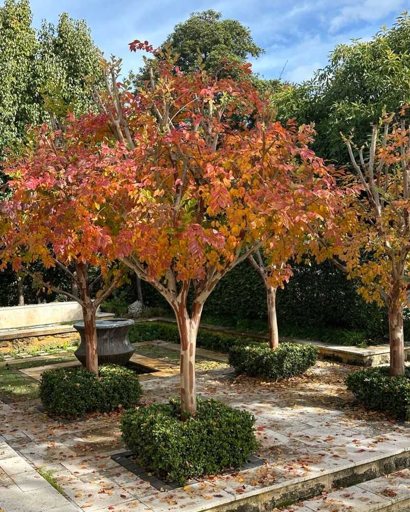 The Show Continues After The Leaves
