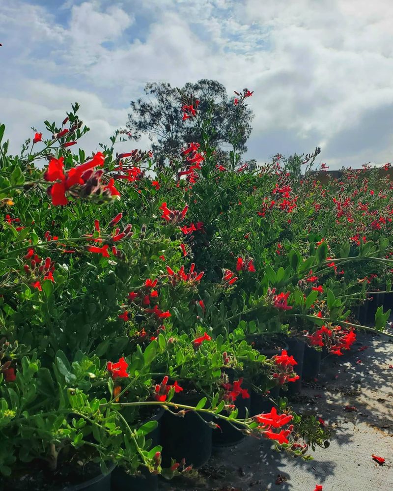 The Shrub Keeps A Loose Natural Shape The Shrub Keeps A Loose Natural Shape