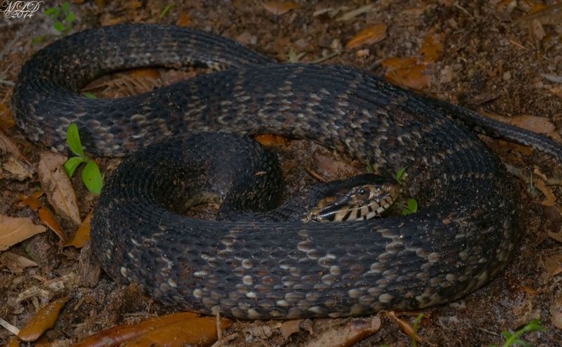 The Snake You Saw May Not Be A Cottonmouth At All