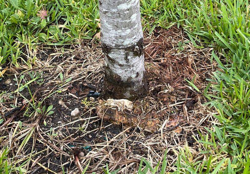 The Soil Could Be Staying Too Wet