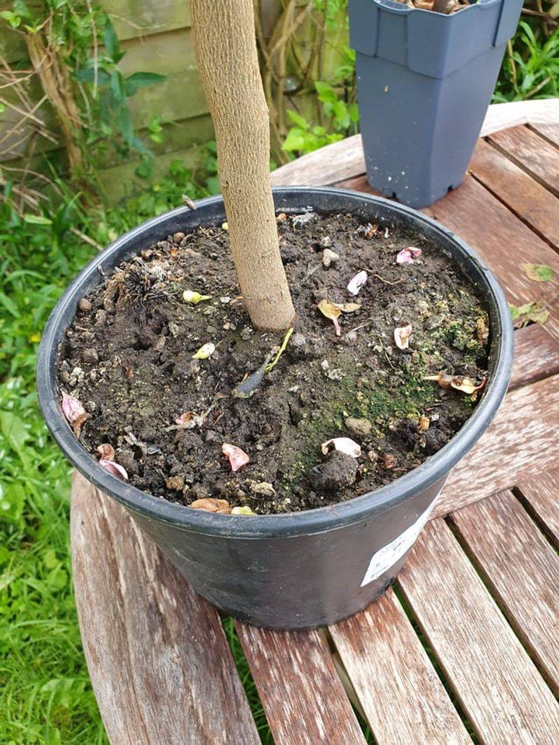 The Soil Dries Out Faster Than It Used To The Soil Dries Out Faster Than It Used To