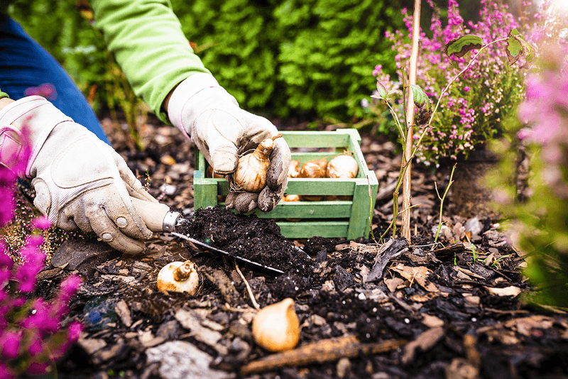 The Soil May Already Have Enough Nutrients The Soil May Already Have Enough Nutrients