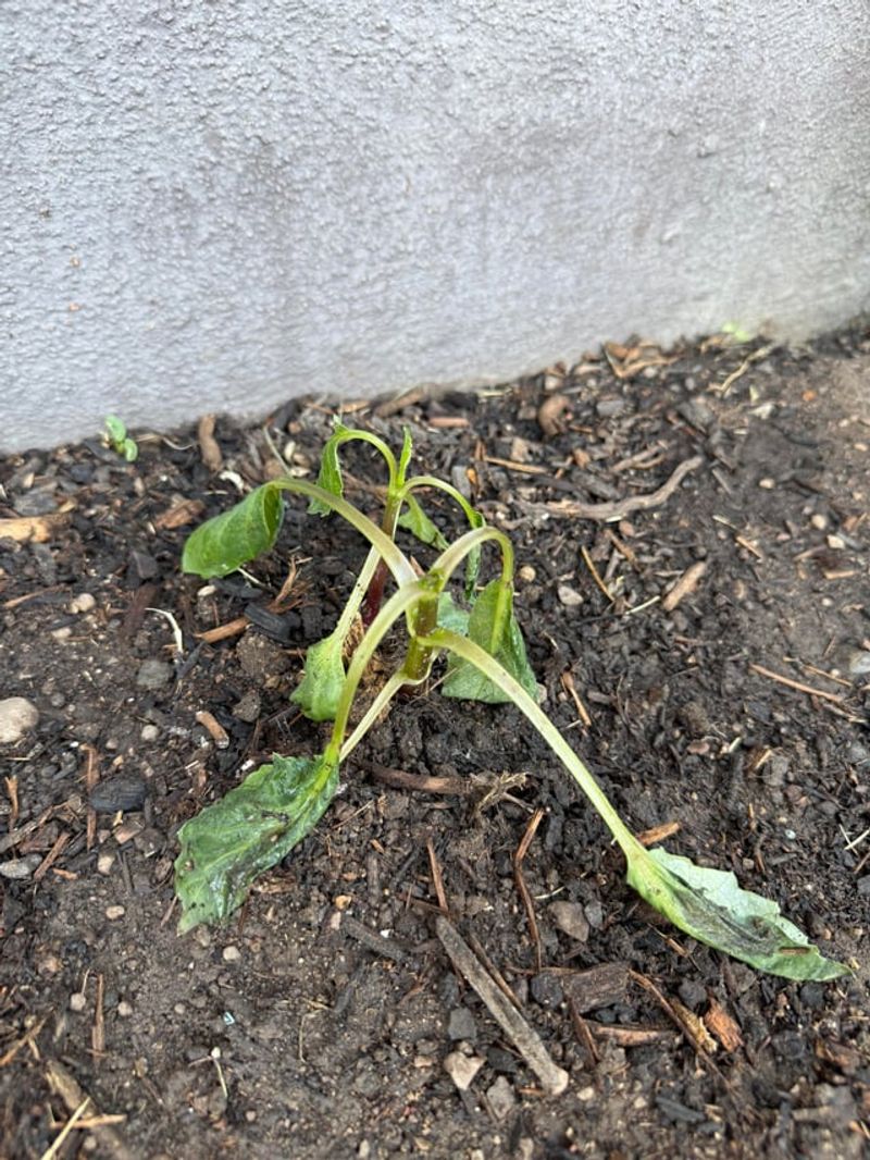 The Soil May Be Too Dry