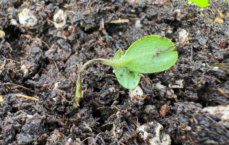 The Soil Surface Can Dry Before Seeds Get Established