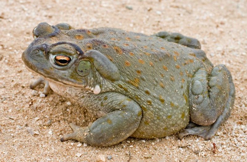 The Sonoran Desert Toad Comes Out After Monsoon Rains