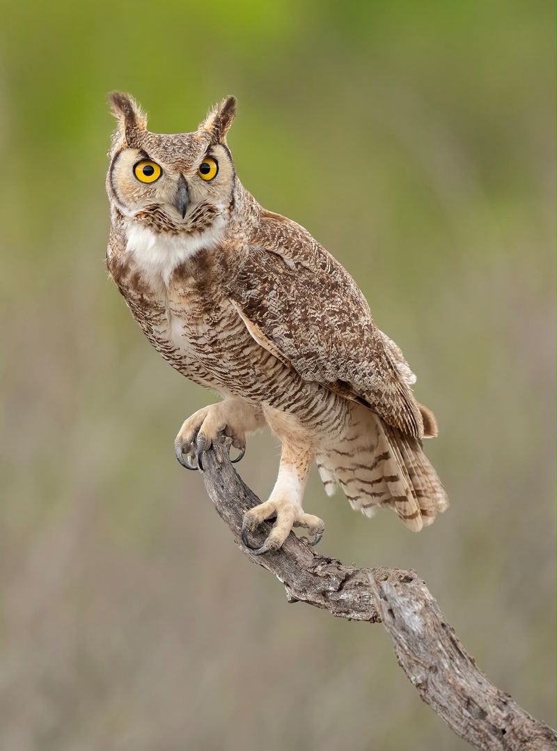 The Species Can Reveal What Habitat Surrounds You The Species Can Reveal What Habitat Surrounds You