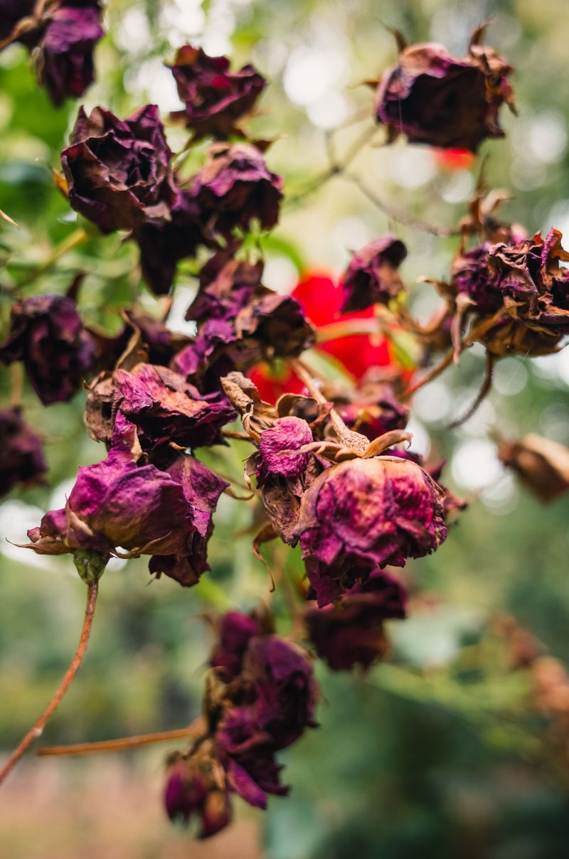 The Spent Bloom Trim Virginia Gardeners Swear By The Spent Bloom Trim Virginia Gardeners Swear By