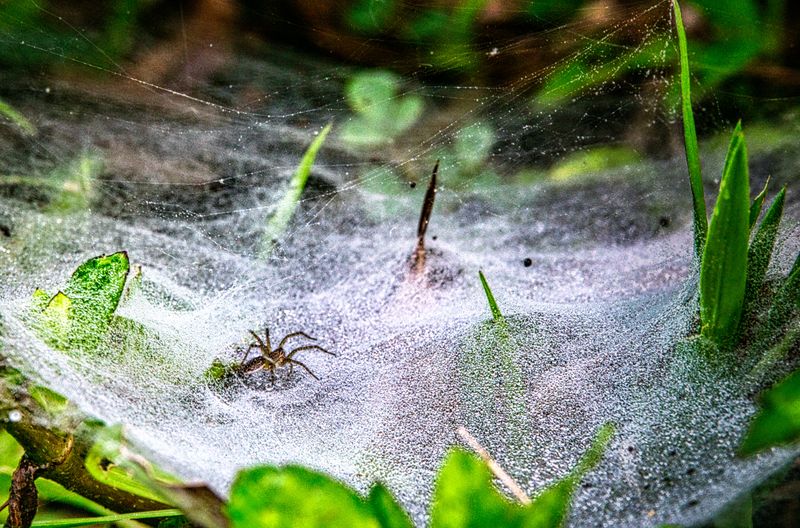 The Spiders Behind These Webs And How To Identify Them