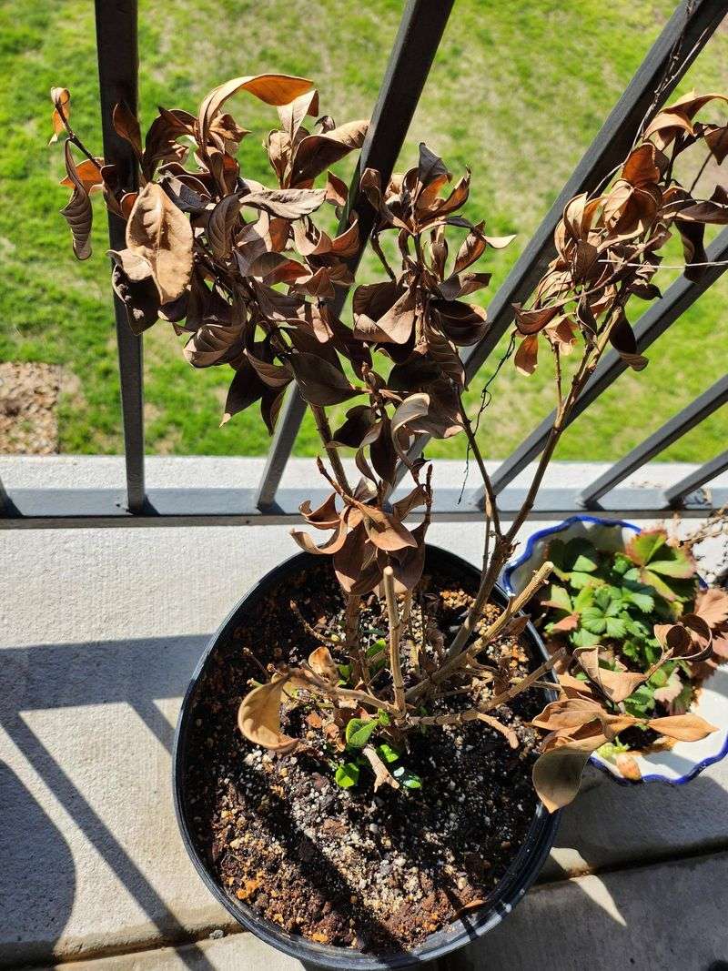 The Spring Timing That Determines When Cleanup Is Safe