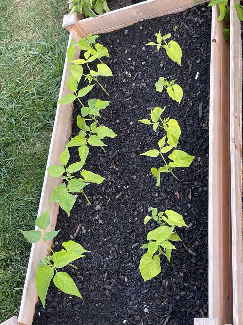 The Step That Determines If Your Seeds Even Sprout The Step That Determines If Your Seeds Even Sprout