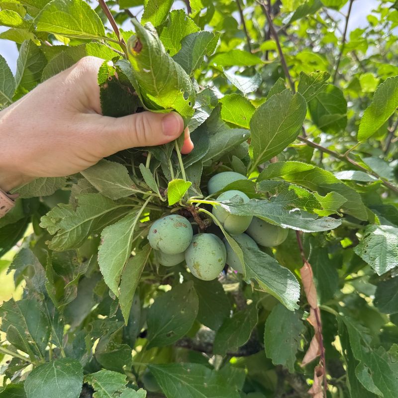 The Stone Fruit Trees That Benefit Most The Stone Fruit Trees That Benefit Most