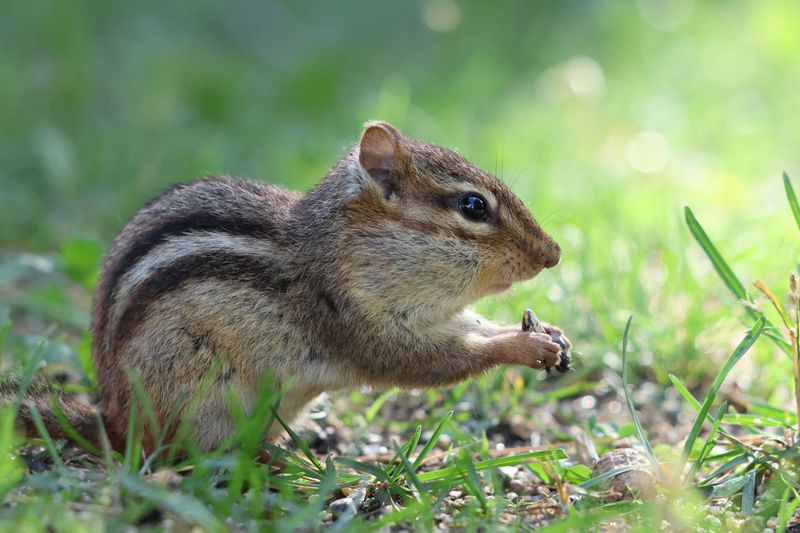 The Surprising Yard Habit That Draws Chipmunks In The Surprising Yard Habit That Draws Chipmunks In