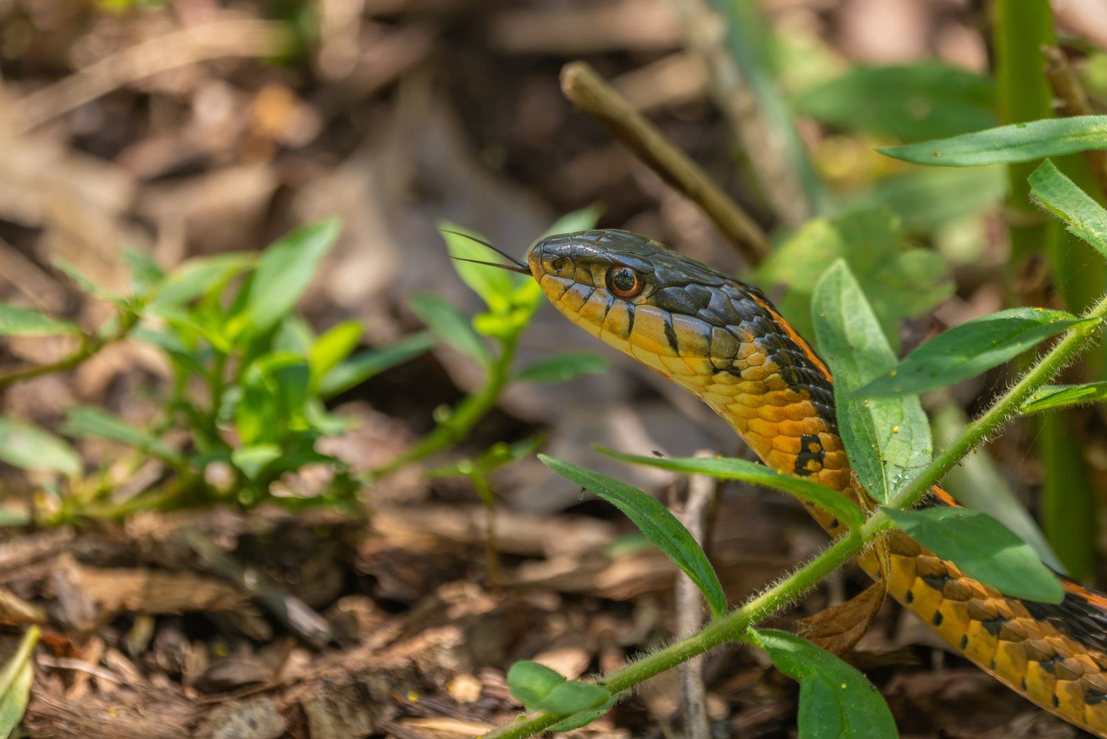 snake in yard