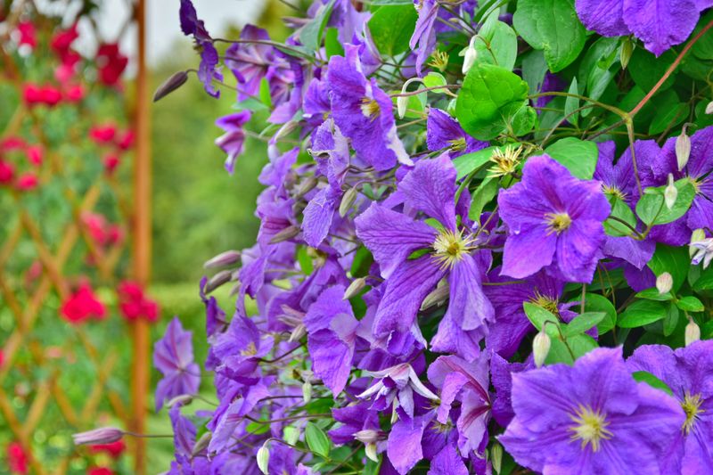 The Three Clematis Pruning Groups Explained The Three Clematis Pruning Groups Explained