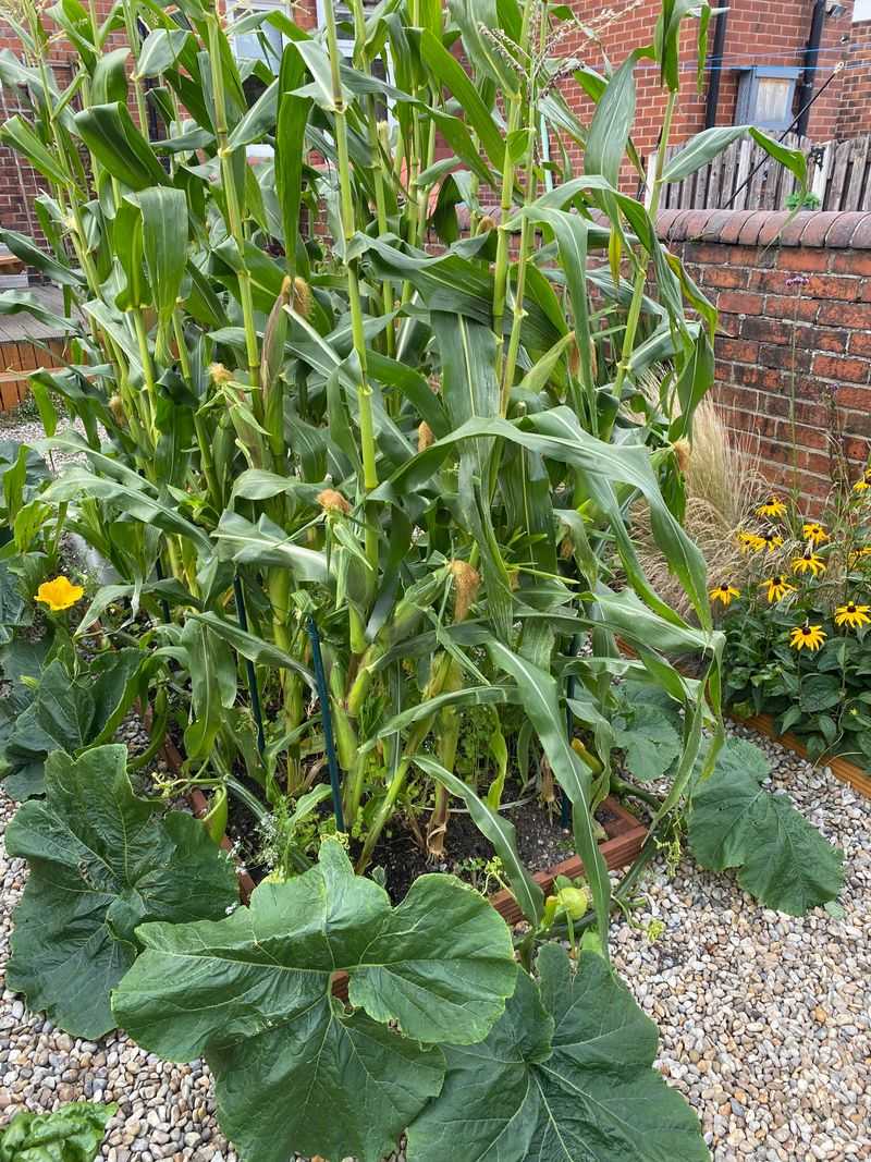 The Timing Works With Sweet Corn