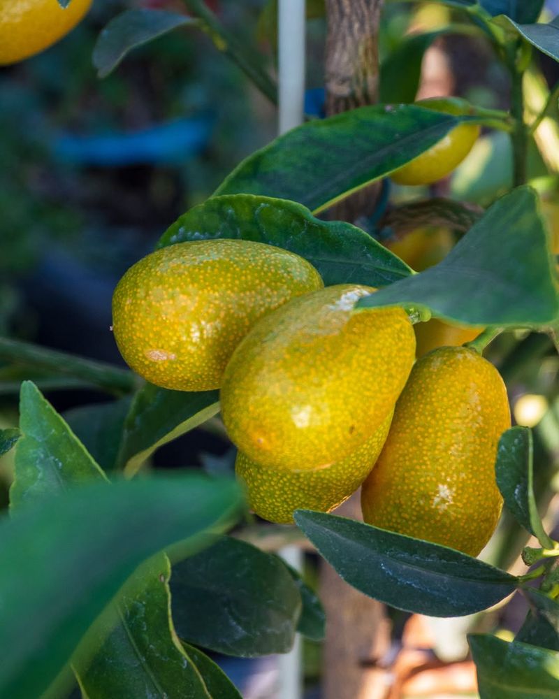 The Tiny Citrus Tree That Handles Almost Anything The Tiny Citrus Tree That Handles Almost Anything