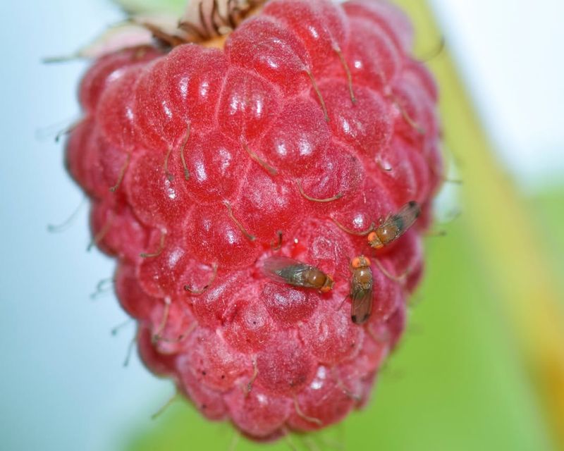 The Tiny Fly That Targets Berries Before Harvest