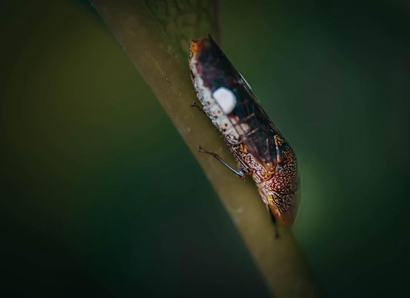 The Tiny Sharpshooter Hiding On Willows The Tiny Sharpshooter Hiding On Willows