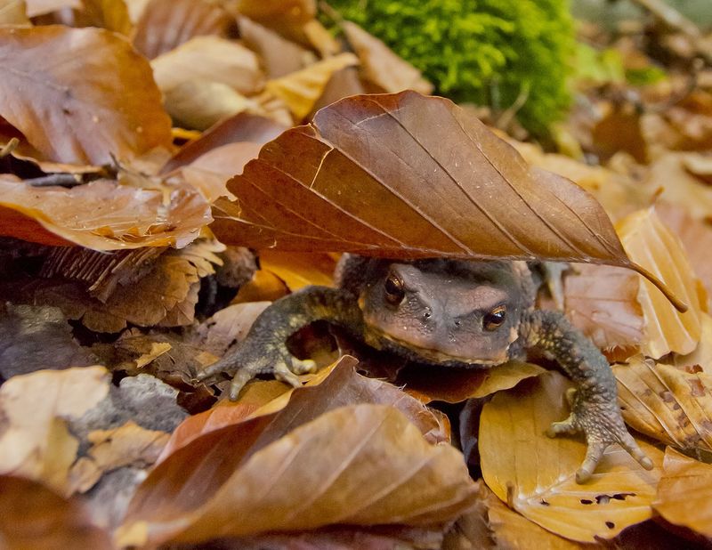 The Toad Has Found a Useful Refuge The Toad Has Found a Useful Refuge